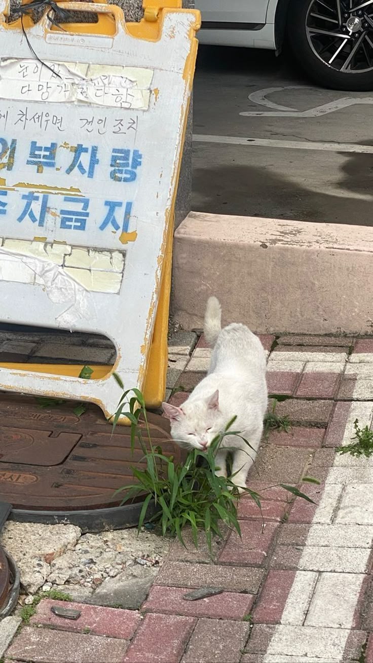 햇빛 아래 쉬고 있는 고양이